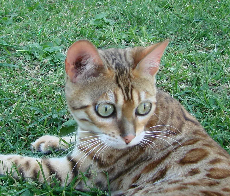 A Cute Cat Sitting On The Green Grass